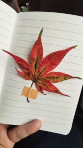 Mapel dan Belantara Rindu