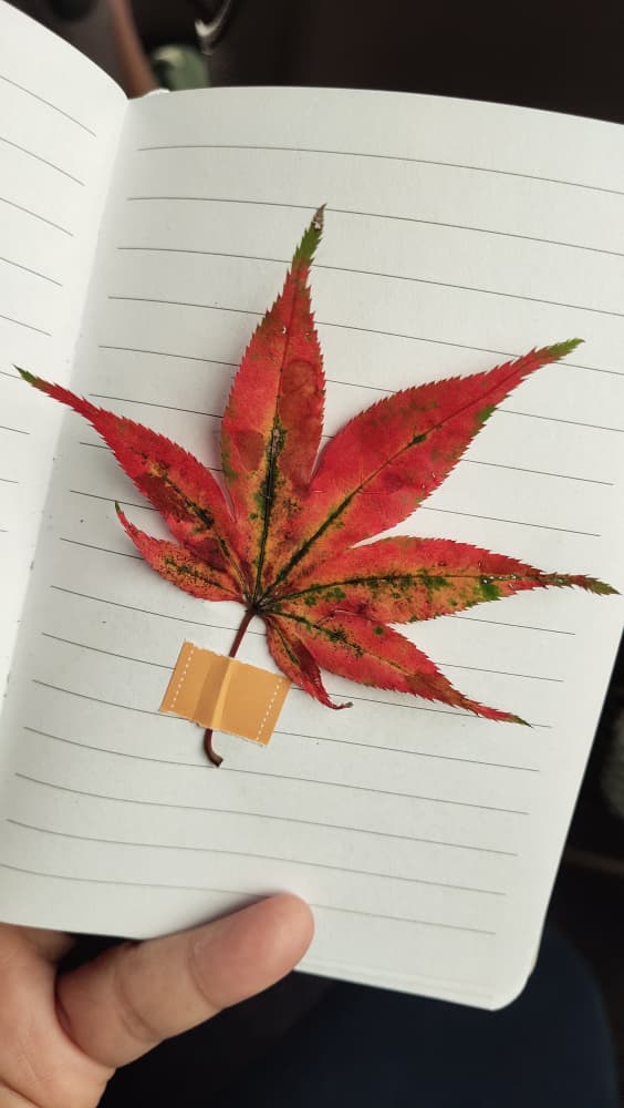 Mapel dan Belantara Rindu